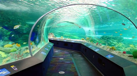 ripley's aquarium of canada exhibits